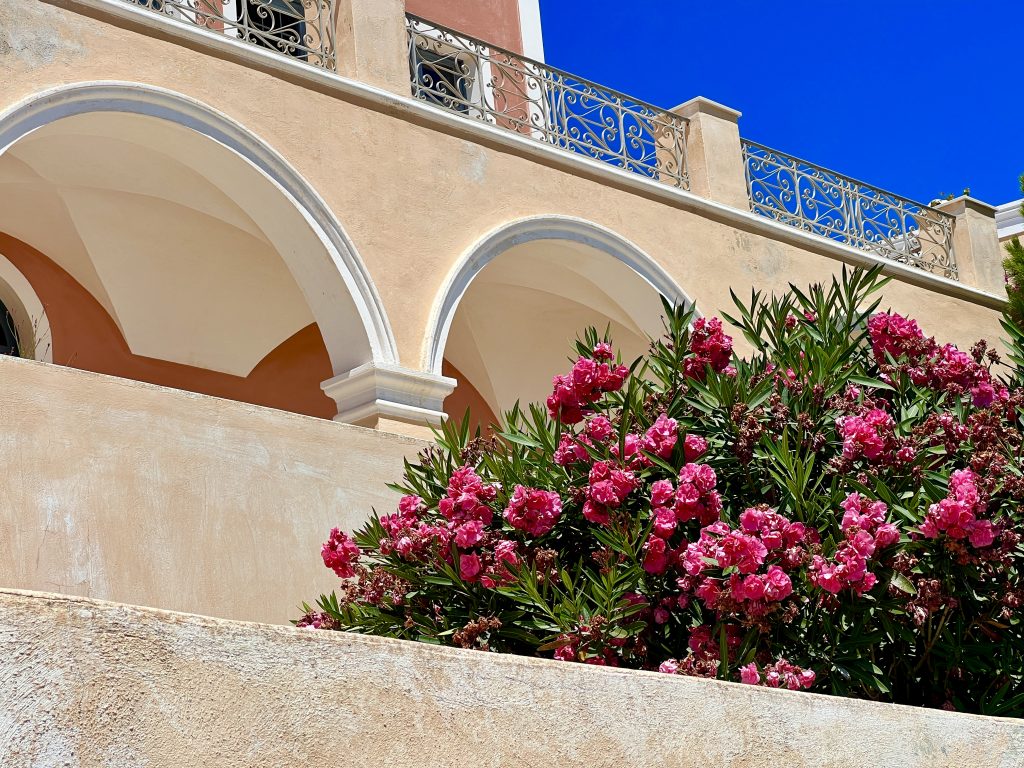 Scene from Santorini with part of a building and beautiful pink flowering bushes