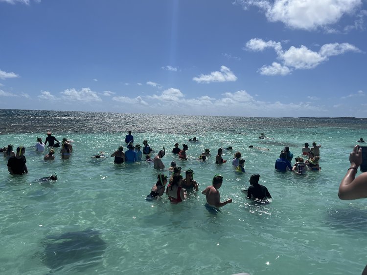Stingrays1