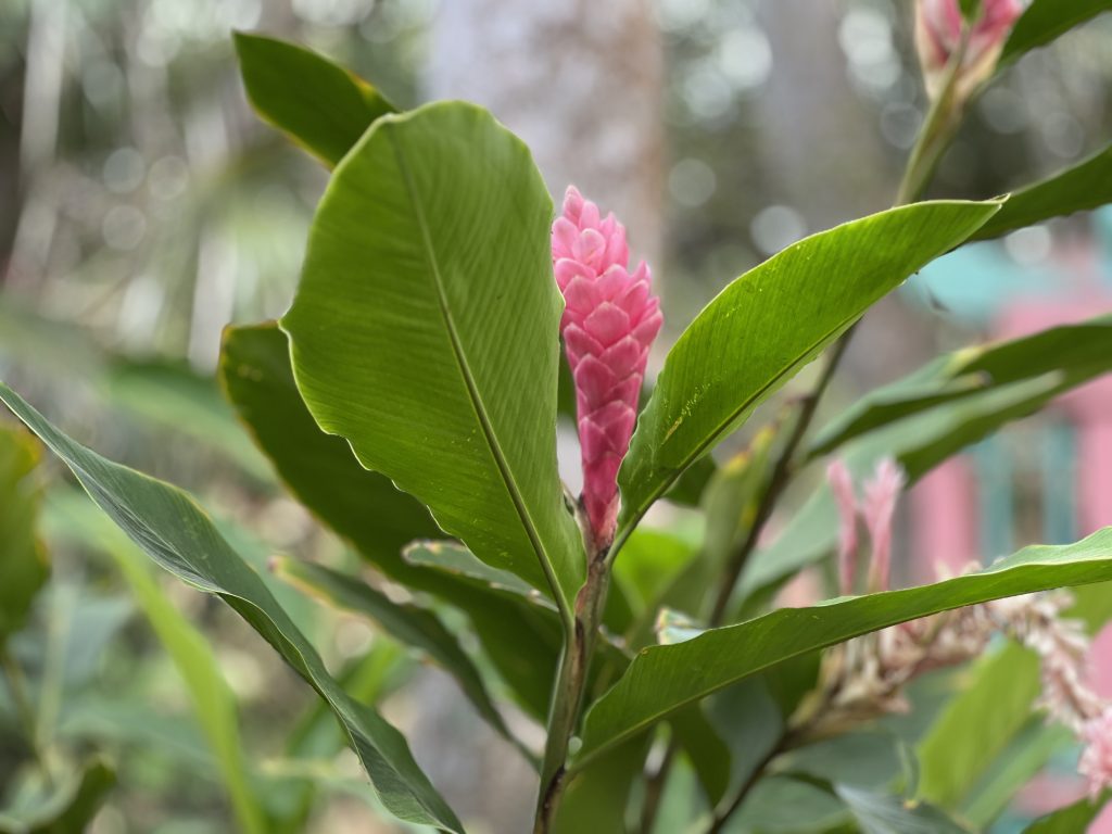 Botanical Garden