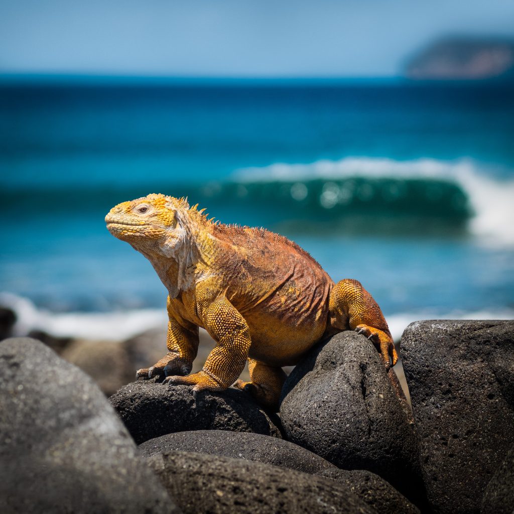 Cruise Destinations - Galapagos Islands