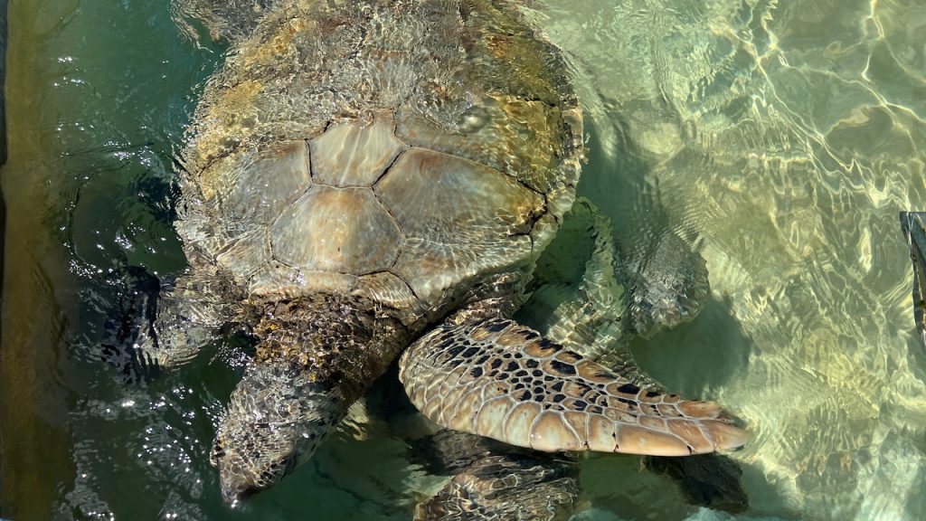 Green Sea Turtle at Turtle Farm