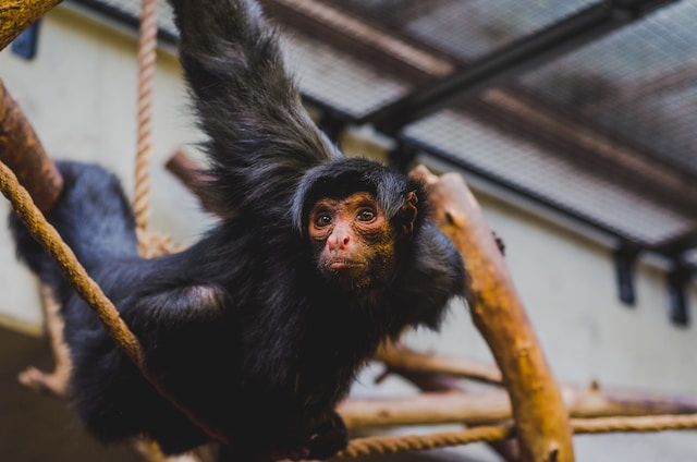 Artis Zoo Amsterdam shane rounce CyeiR5FWg3c unsplash