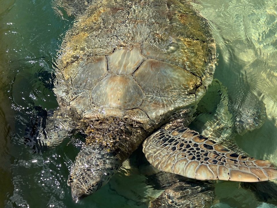 Green Sea Turtle at Turtle Farm 1 edited