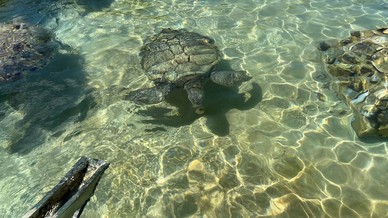 Green sea turtles in Grand Cayman