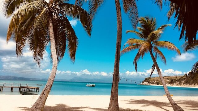 palm trees on the beach on a tropical island