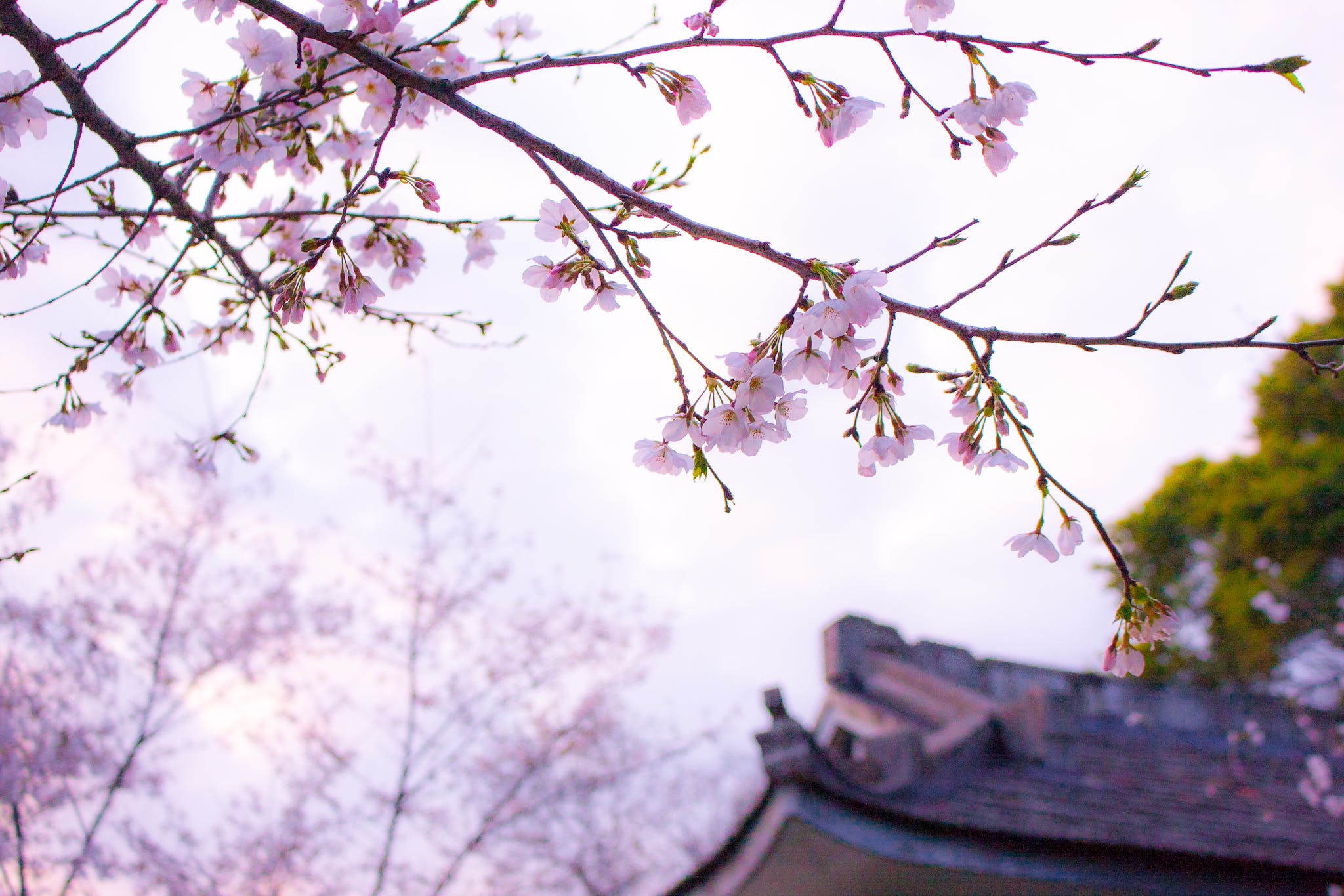 Cherry Blossom Tree in Japan
