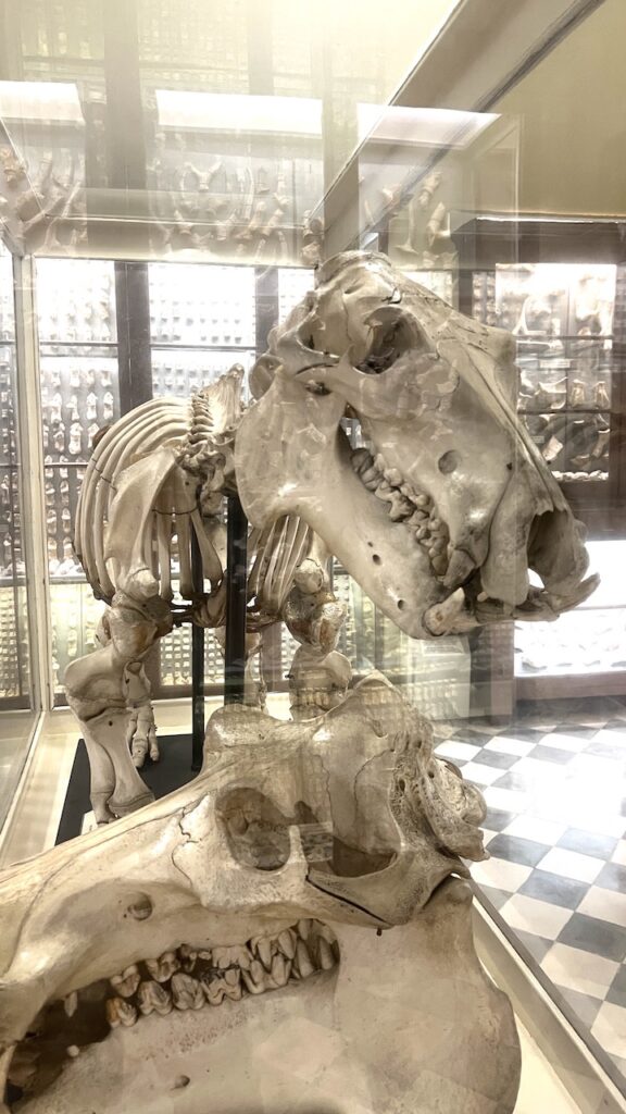 Ghar Dalam skeleton