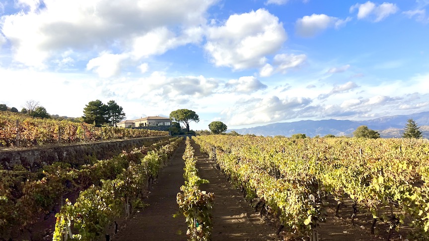 Gambino winery vines