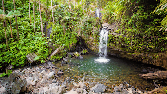 Rainforest Tour