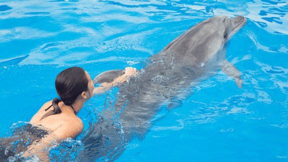 Swimming With Dolphin