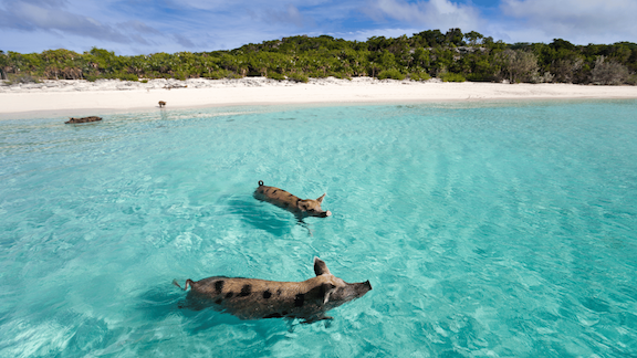 Swimming With Pigs