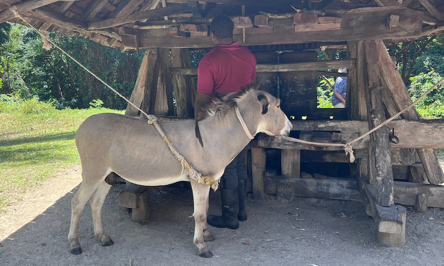 Cocoa estate donkey