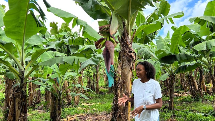Guide at banana plantation edited